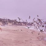 Bella-Thorne -Galore-Magazine-2016–07