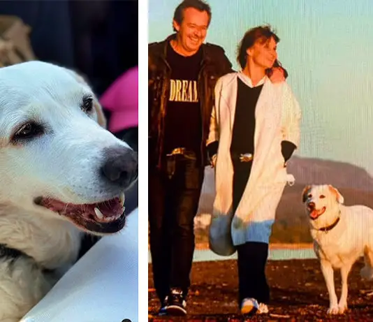 CARNET NOIR : Donna, la chienne vedette de la série « Léo Mattéi » n’est plus